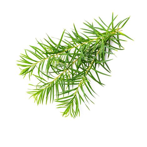 Tea Tree