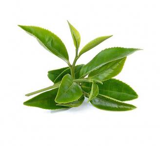 Organic Green Tea