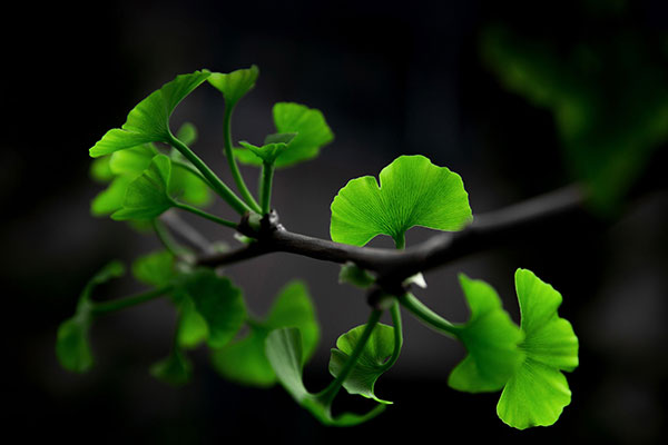 ginkgo biloba leaves
