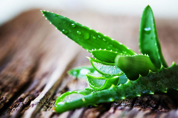 Aloe Vera plant